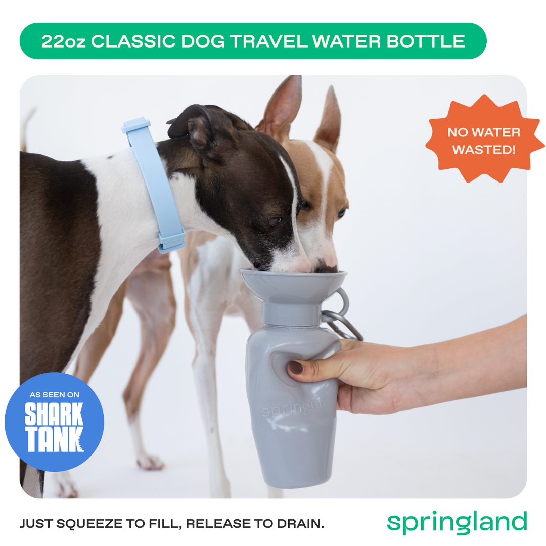 22oz Original Travel Dog Water Bottle
