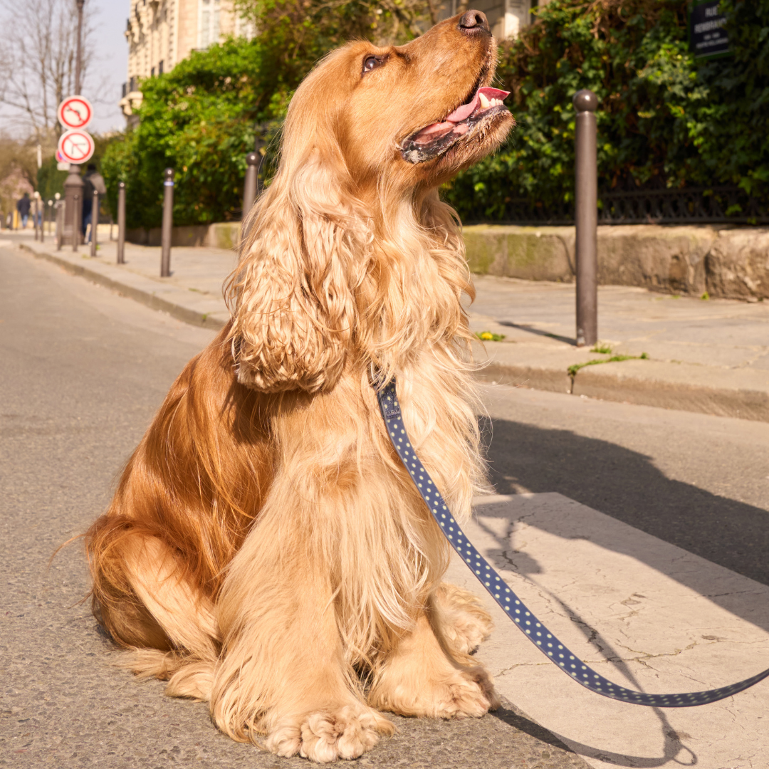 Waterproof Dog Leash - 5ft
