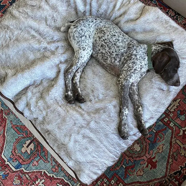 PupProtector™ Summer Short Fur Waterproof Throw Blanket - White with Brown Accents Paw.com