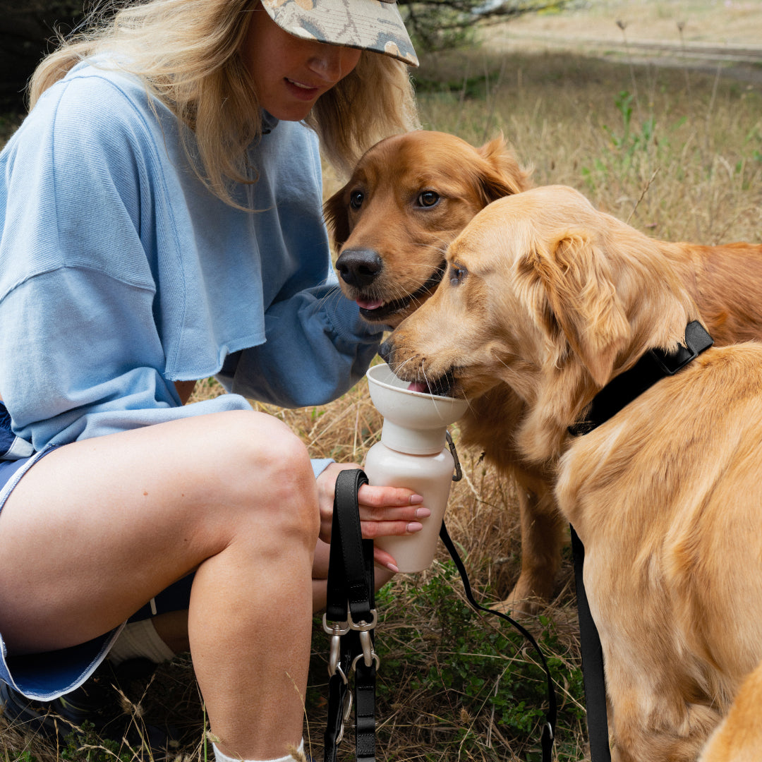 Waterproof Dog Collar