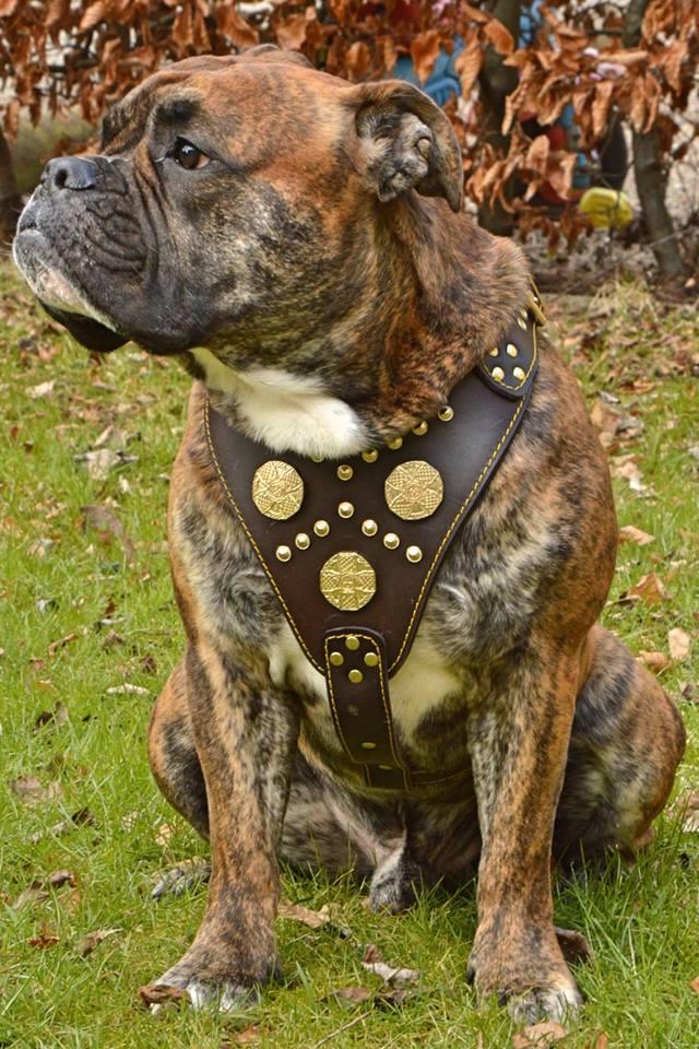Bestia Maximus Leather Dog Harness – Brown