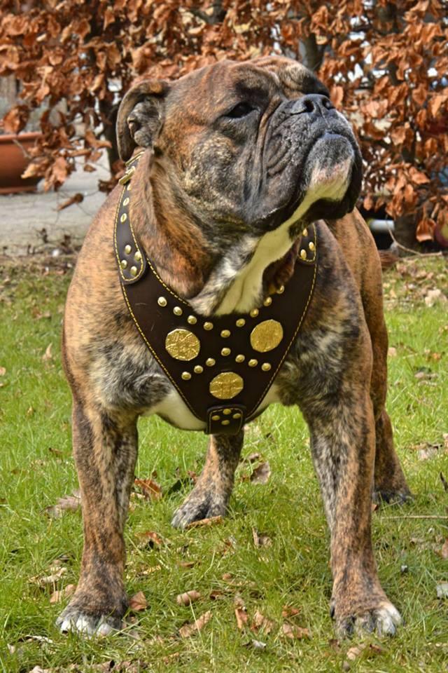 Bestia Maximus Leather Dog Harness – Brown