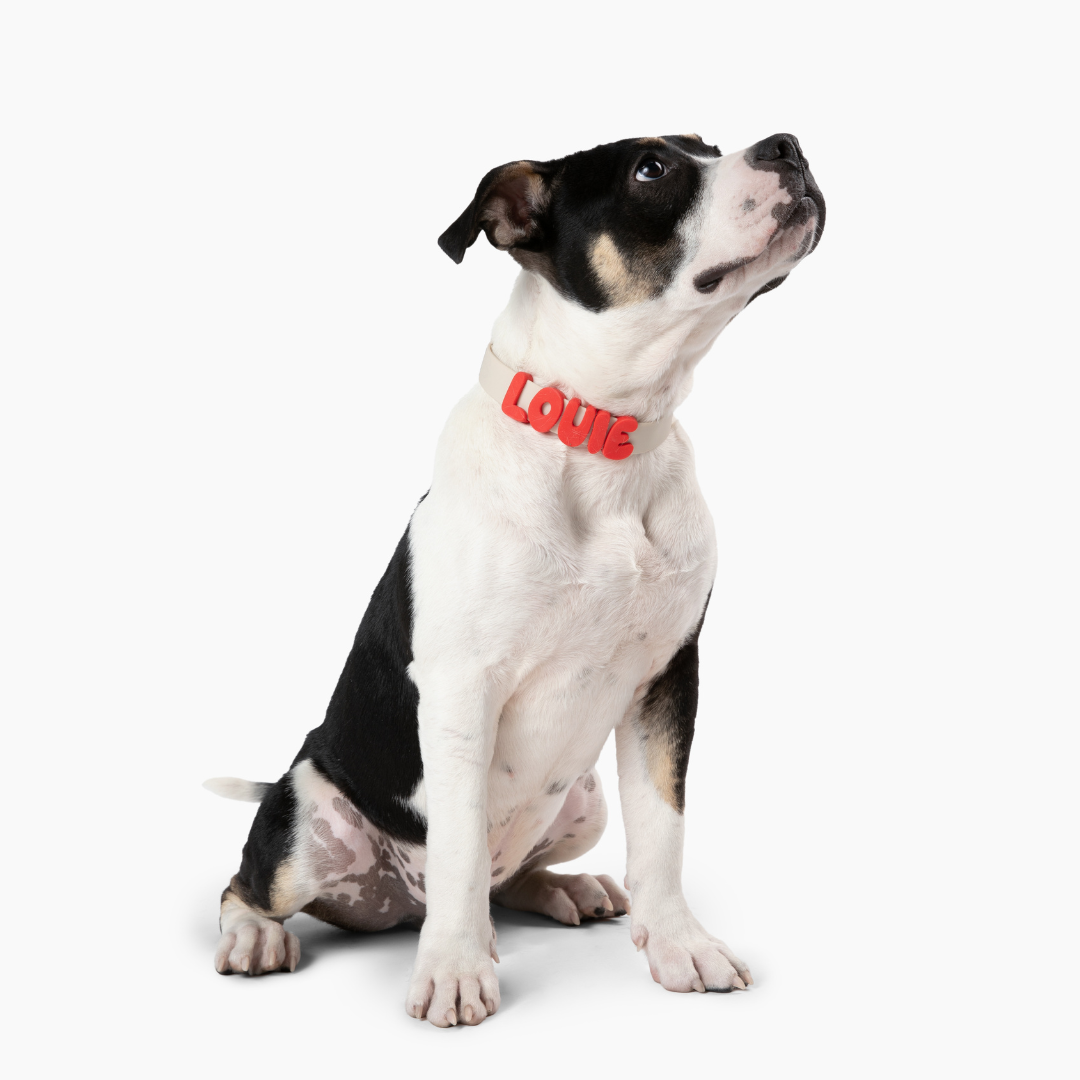 Waterproof Dog Collar