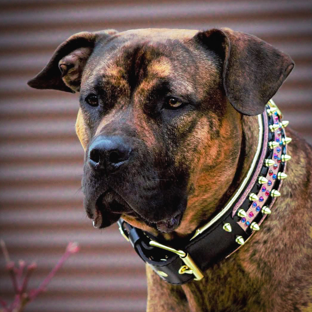 Bestia Candy Leather Dog Collar – Black