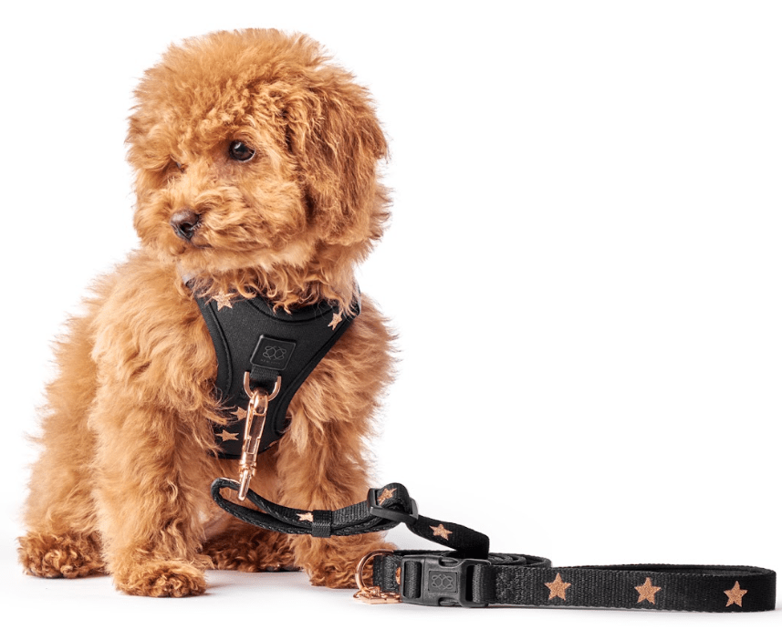 3-in-1 City Dog Leash - Rockstar Dogistry™