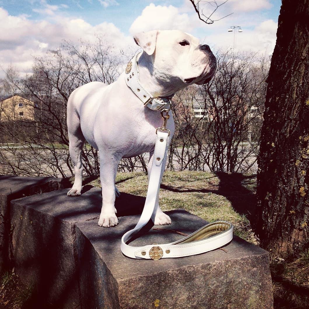 Bestia Maximus Leather Dog Leash – White & Gold
