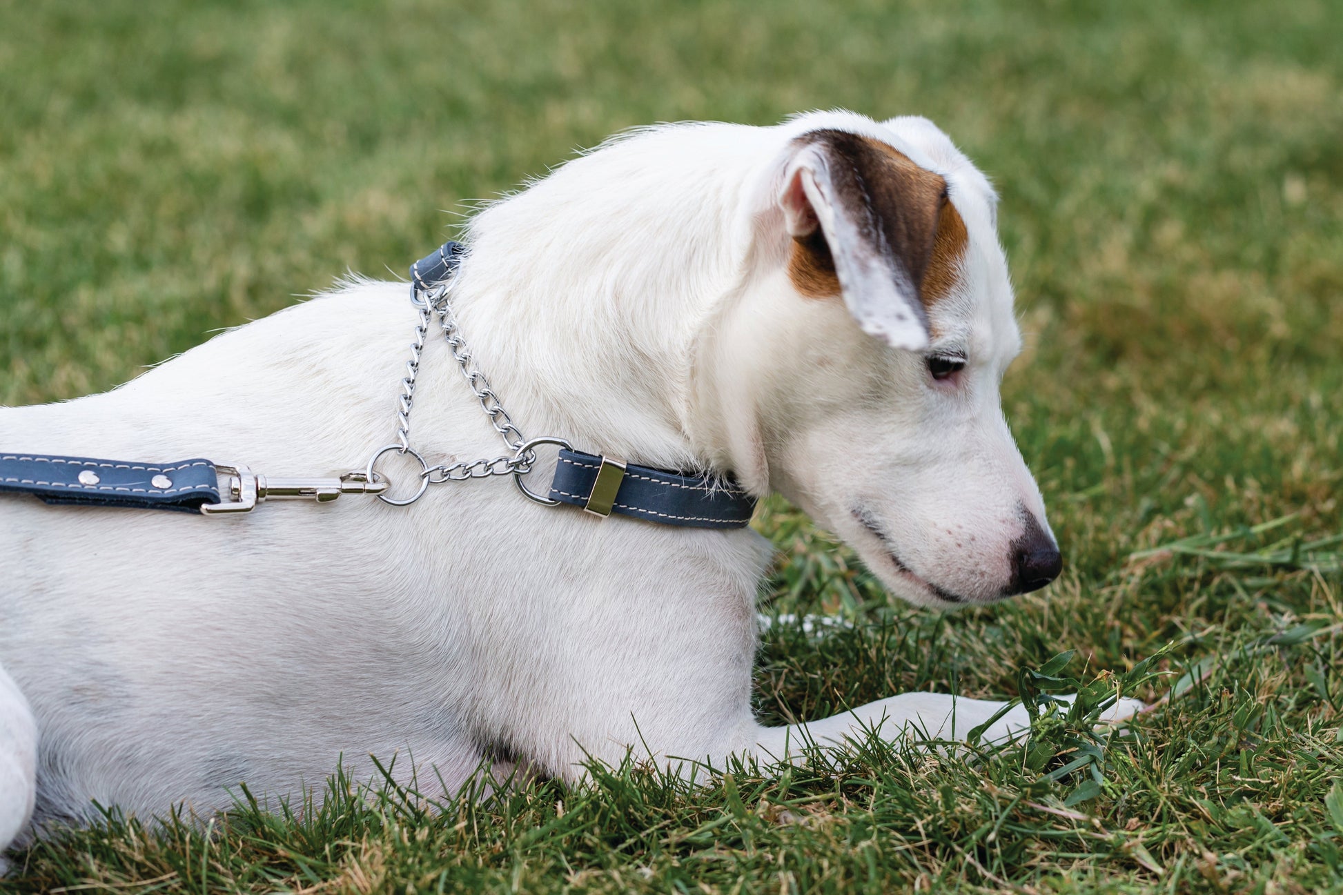 Martingale Blue Jeans Leather Dog Collar Euro-Dog Collars and Leads