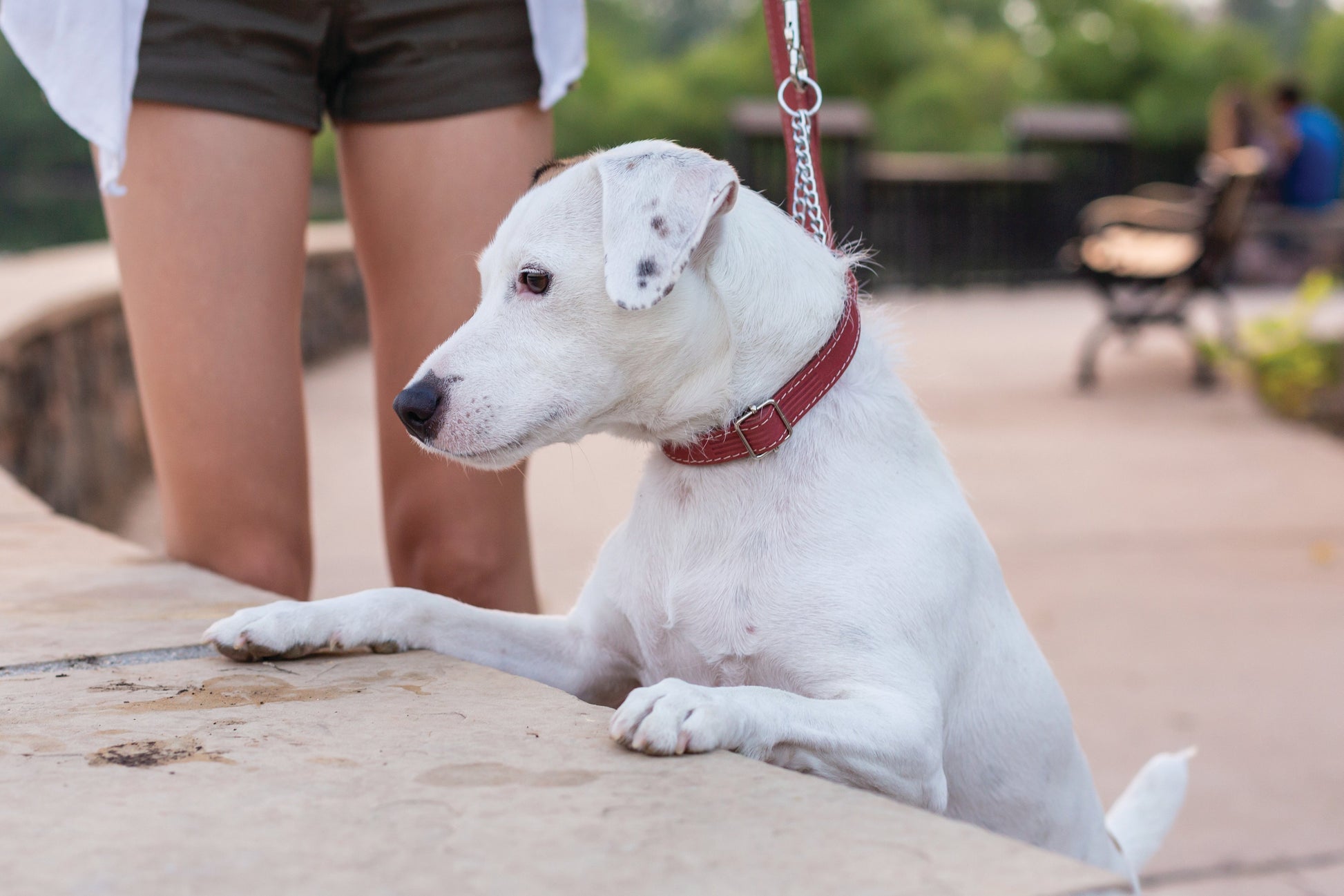 Martingale Coral Reef Leather Dog Collar Euro-Dog Collars and Leads