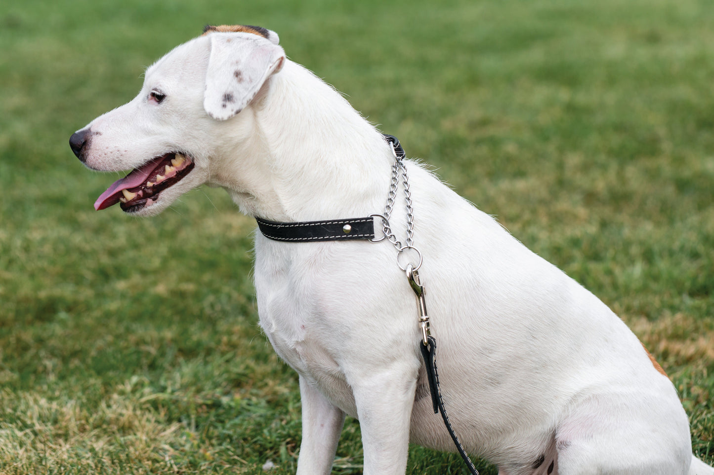 Martingale Midnight Black Leather Dog Collar Euro-Dog Collars and Leads