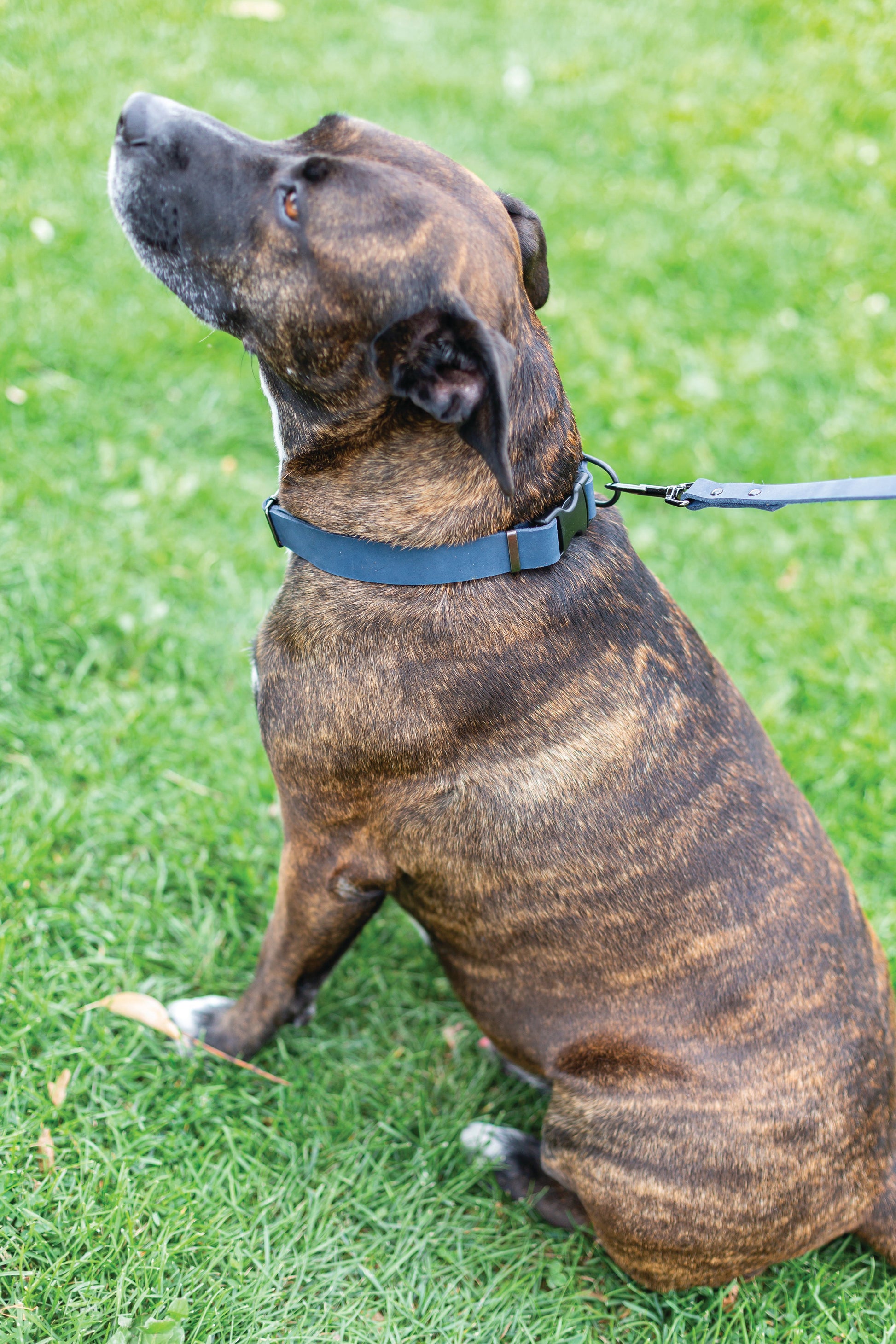 Sport Style Blue Jeans Leather Leash Euro-Dog Collars and Leads