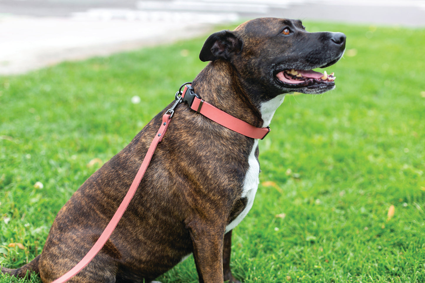 Sport Style Coral Reef Leather Leash Euro-Dog Collars and Leads