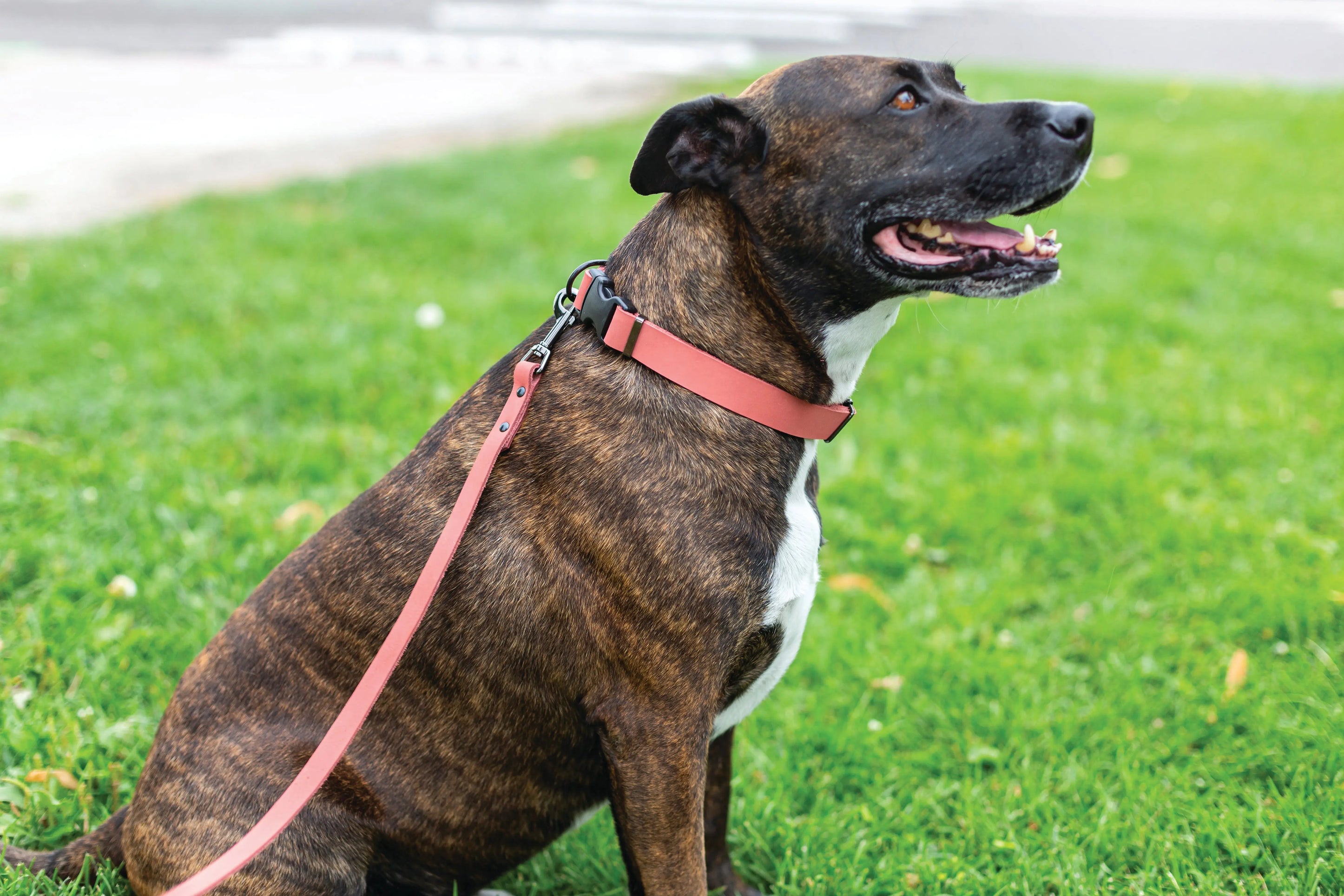 Sport Style Coral Reef Leather Dog Collar Euro-Dog Collars and Leads