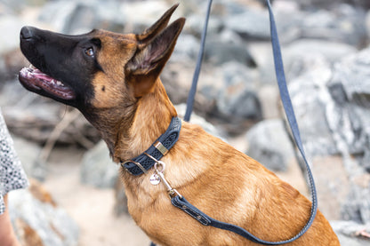 Z Celtic Style Leather Dog Collar Euro-Dog Collars and Leads