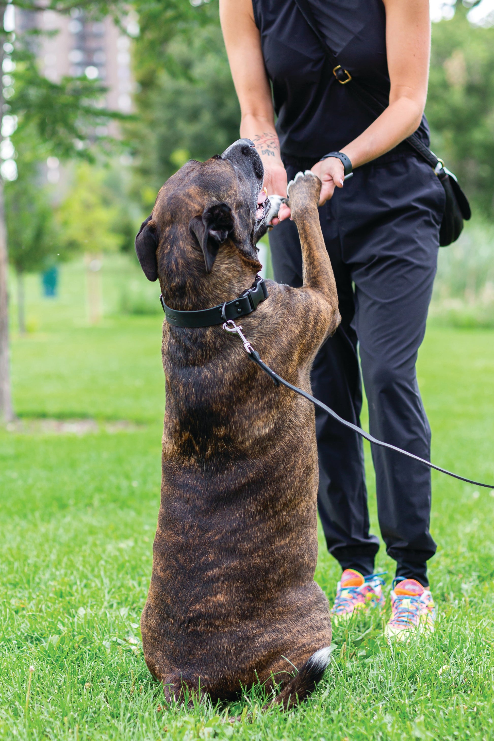 Sport Style Midnight Black Leather Leash Euro-Dog Collars and Leads