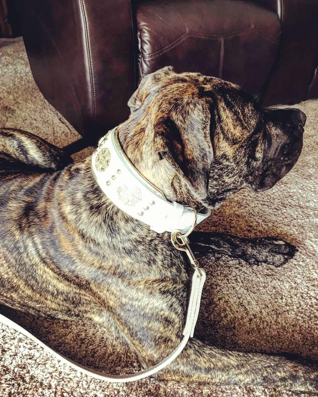 Bestia Maximus Leather Dog Leash – White & Gold