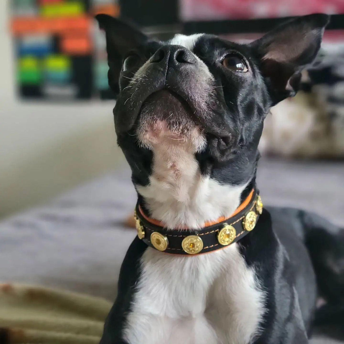 Bestia Bijou Leather Puppy Collar