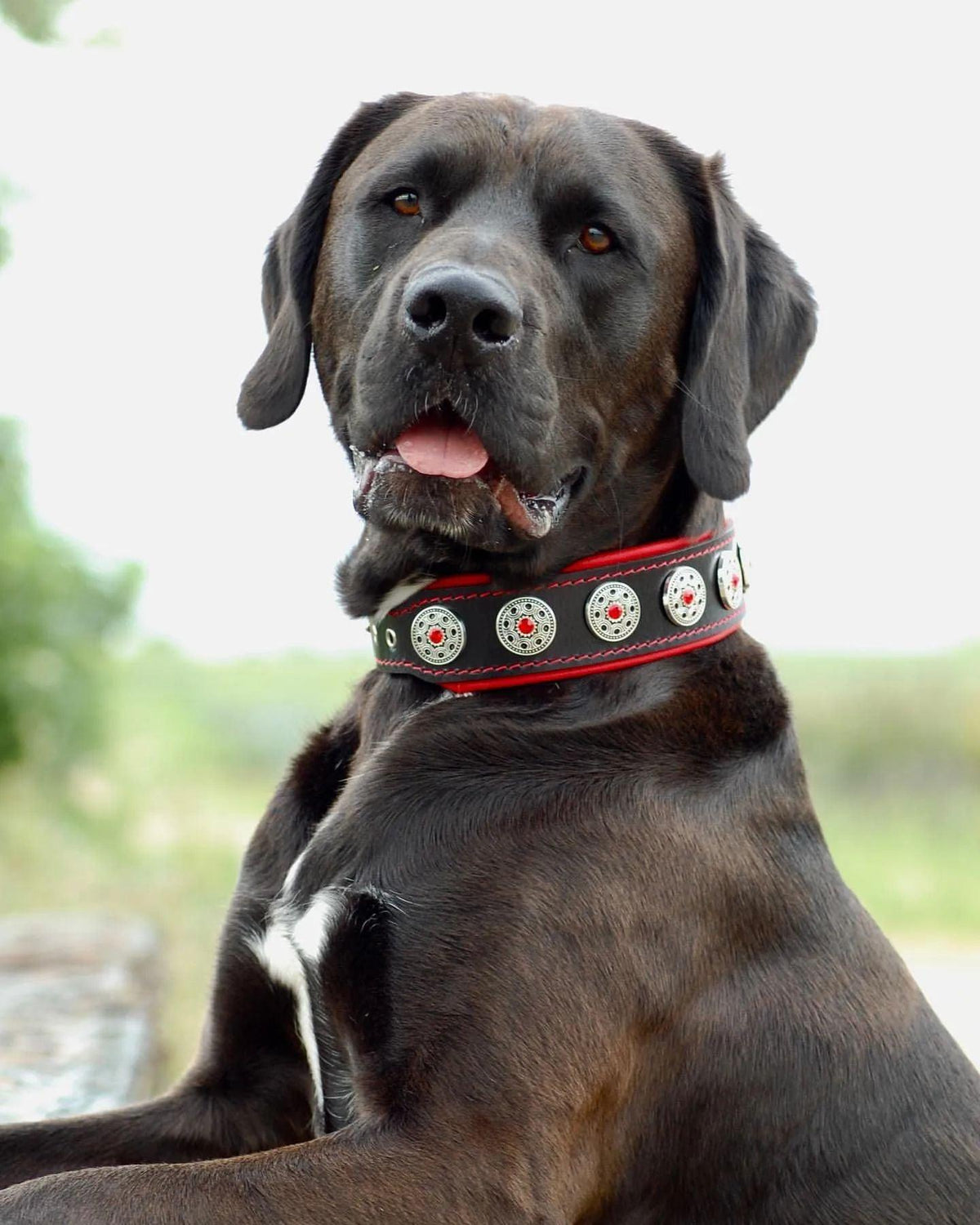 Bestia Bijou Leather Dog Collar – Black & Red
