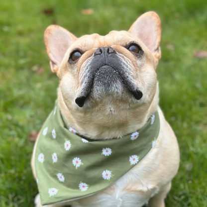 Daisy Dog Bandana Happy Tails Outfitters
