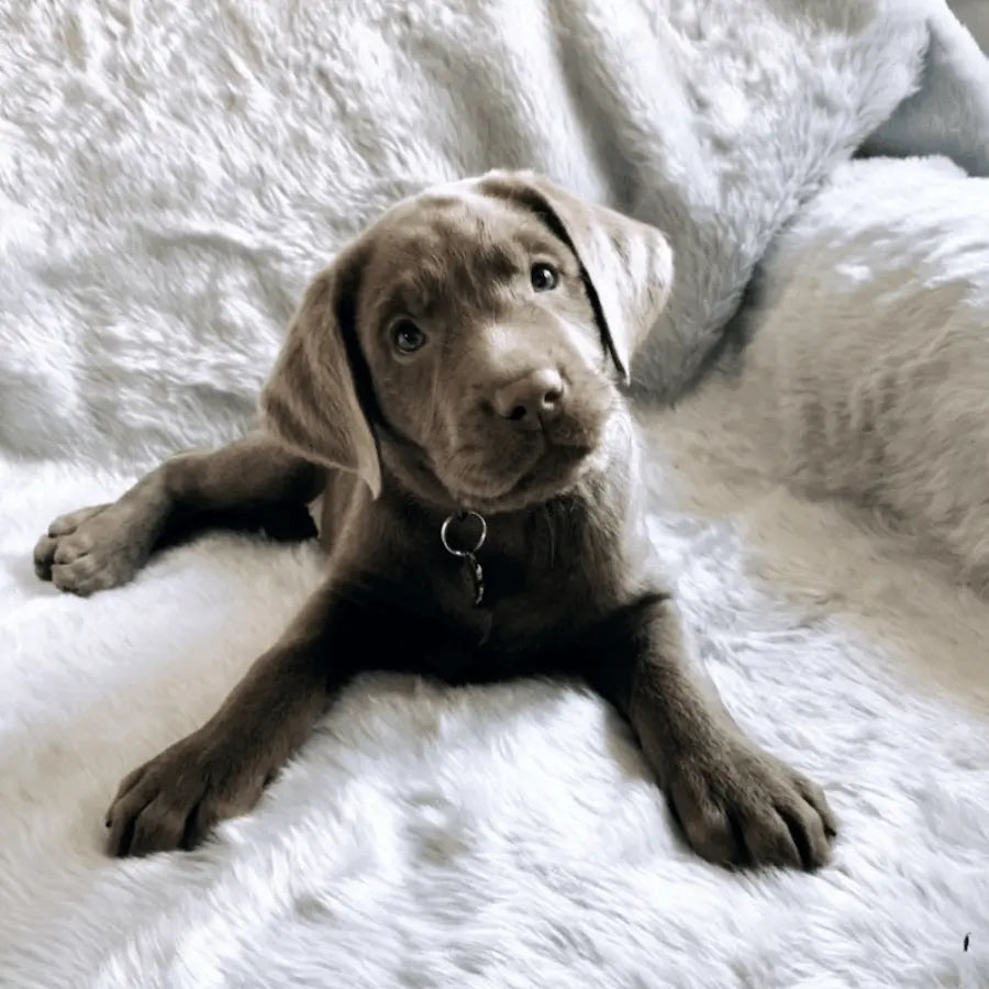 PupProtector™ Summer Short Fur Waterproof Throw Blanket - Polar White Paw.com