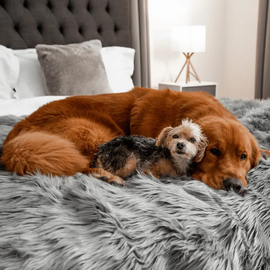 PupProtector™ Waterproof Throw Blanket - Charcoal Grey Paw.com