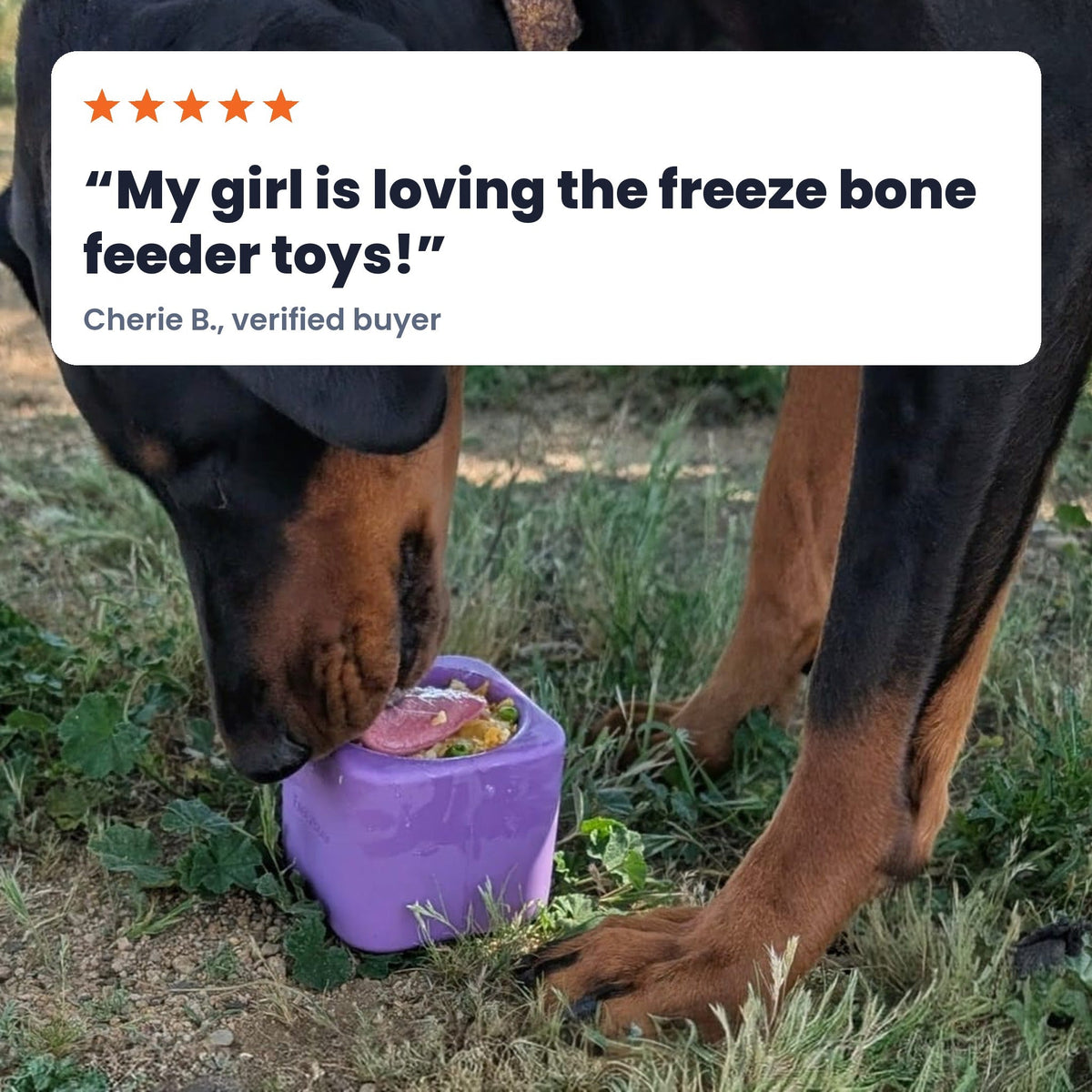 Freezbox - Super Tough Treat Toy