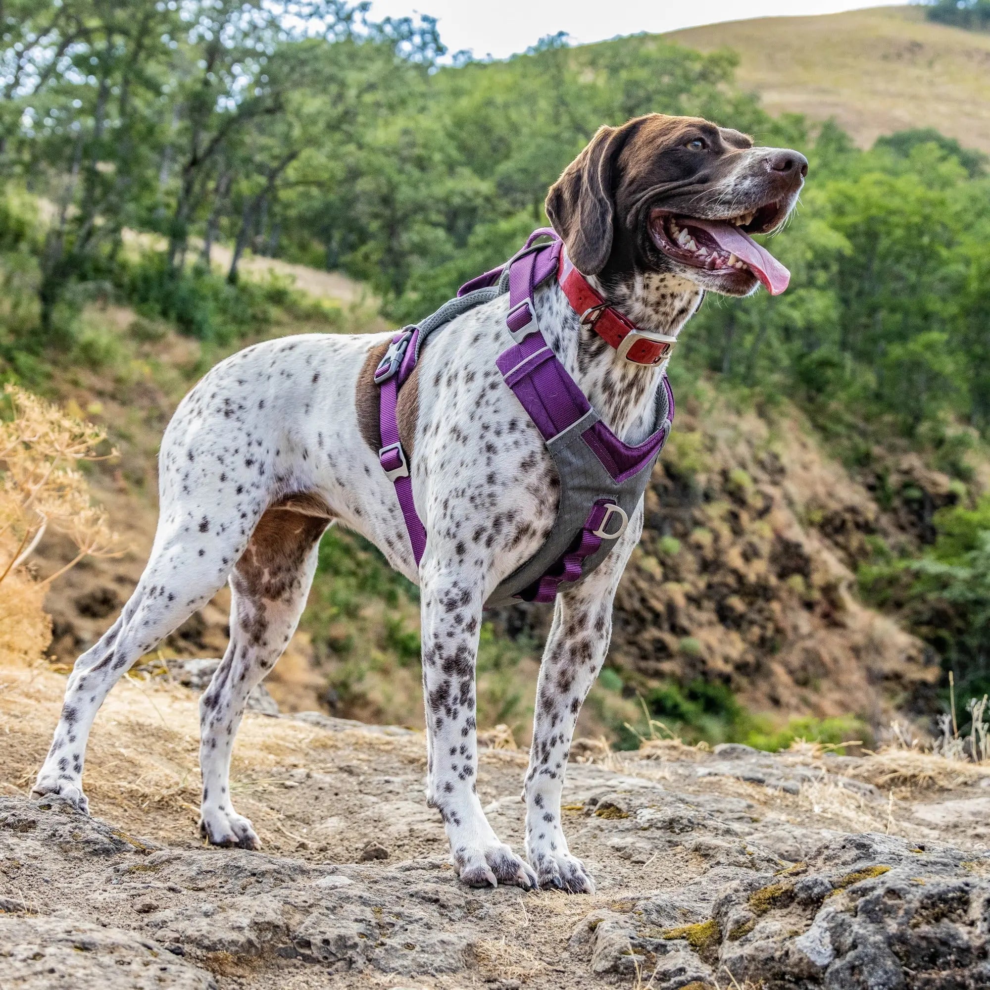 Journey Air Dog Harness, Reflective, Includes Control Handle, No Pull Front Clip - Purple, S