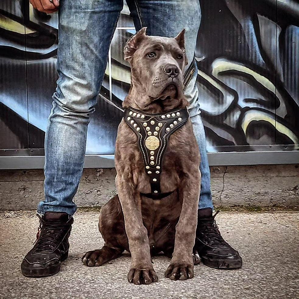 Bestia Maximus V2 Leather Dog Harness – Medium Dogs