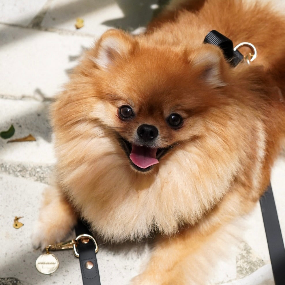 The Essentials Walk Set - Noir