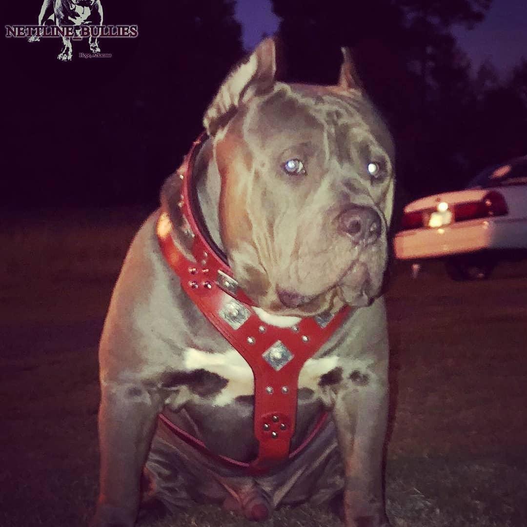 Bestia Eros Leather Dog Harness – Red