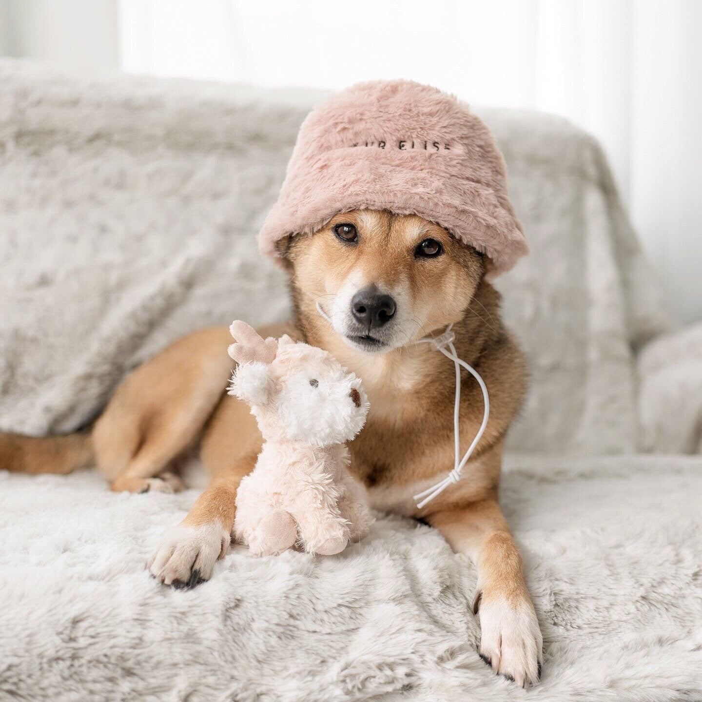 Furi Pet Hat - Sand Elise Galleria