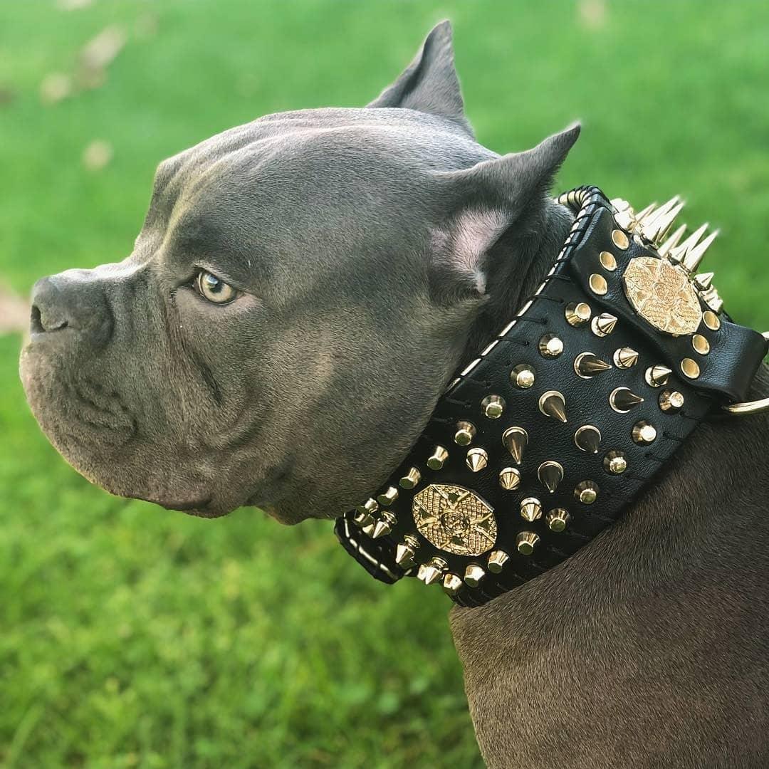 Bestia Imperium 3.15" Hand-Stitched Leather Show Collar
