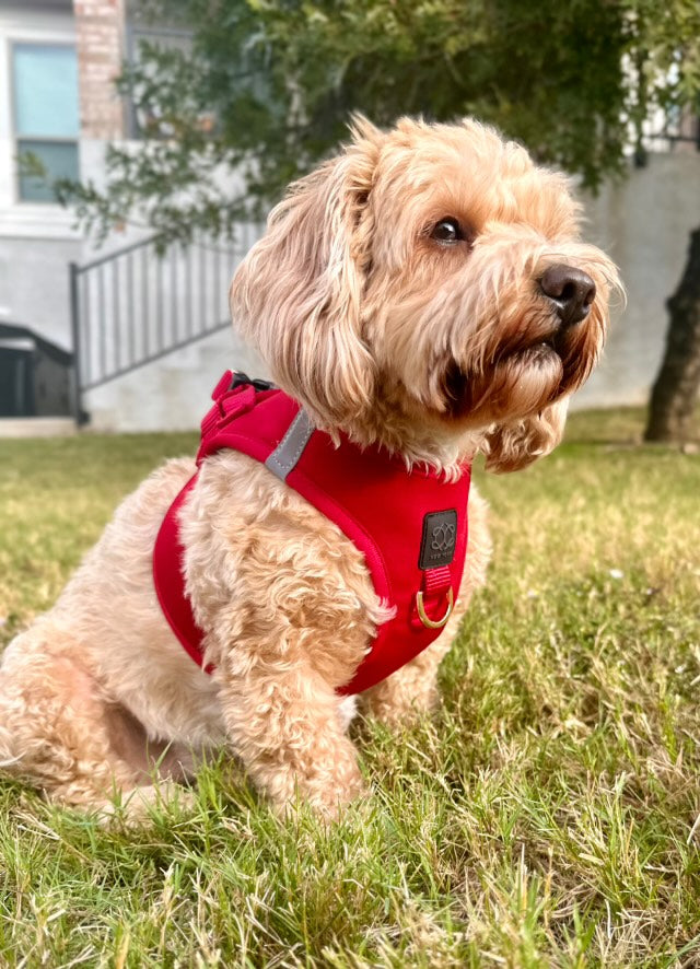 SoHo Dog Harness - Iconic Red Dogistry™