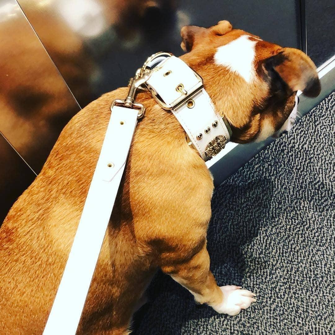Bestia Maximus Leather Dog Leash – White & Gold