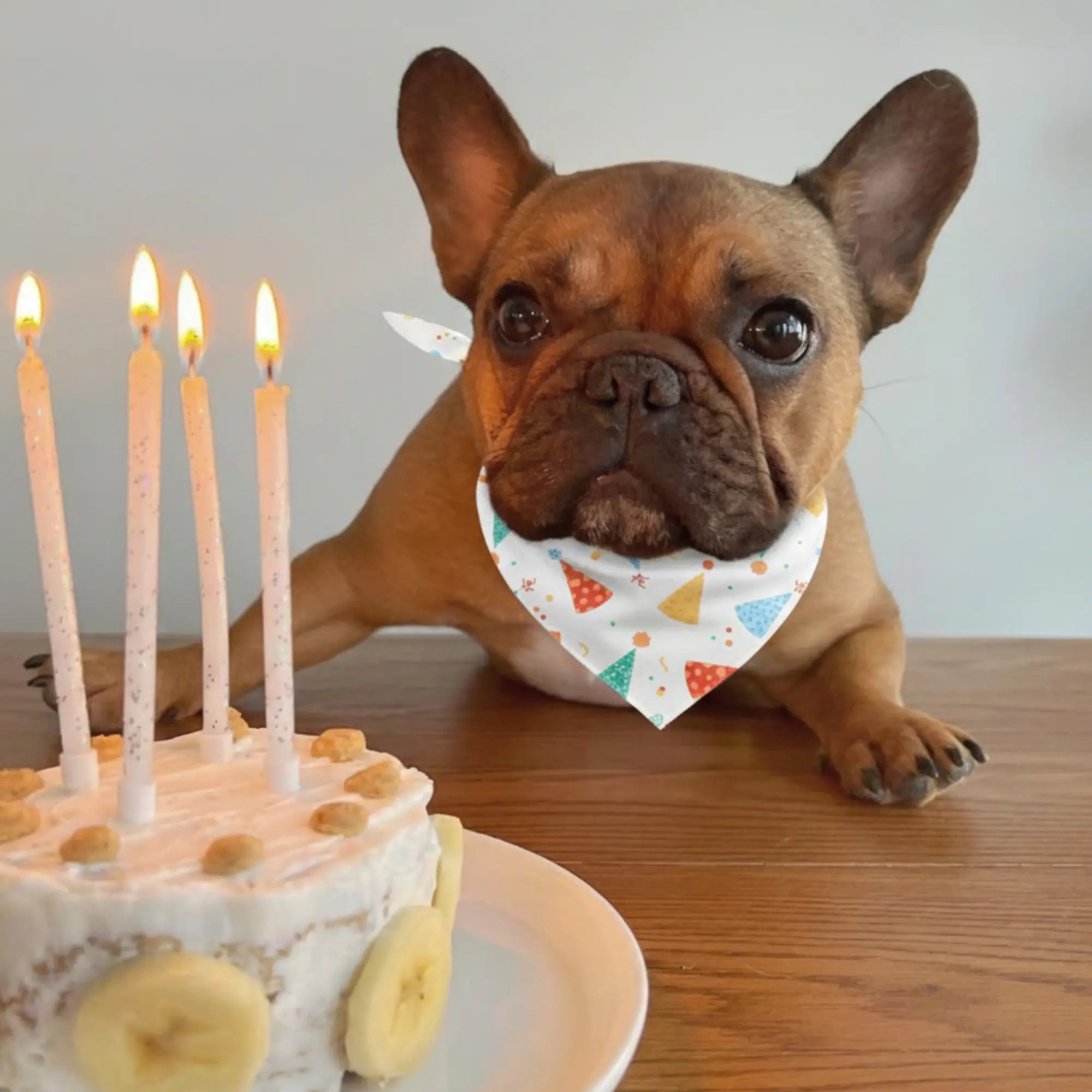 Birthday Dog Bandana Happy Tails Outfitters
