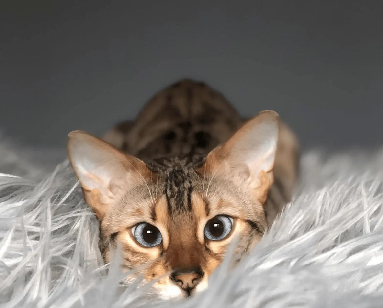 CatNap™ Anti-Scratch & Waterproof Throw Blanket - Grey Paw.com