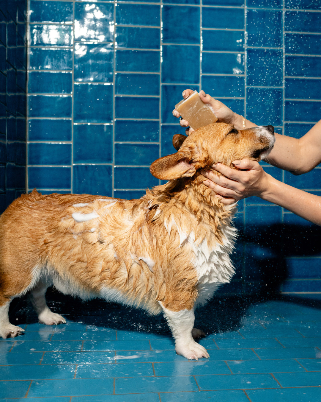 Nourishing Dog Shampoo Bar Springland Pets