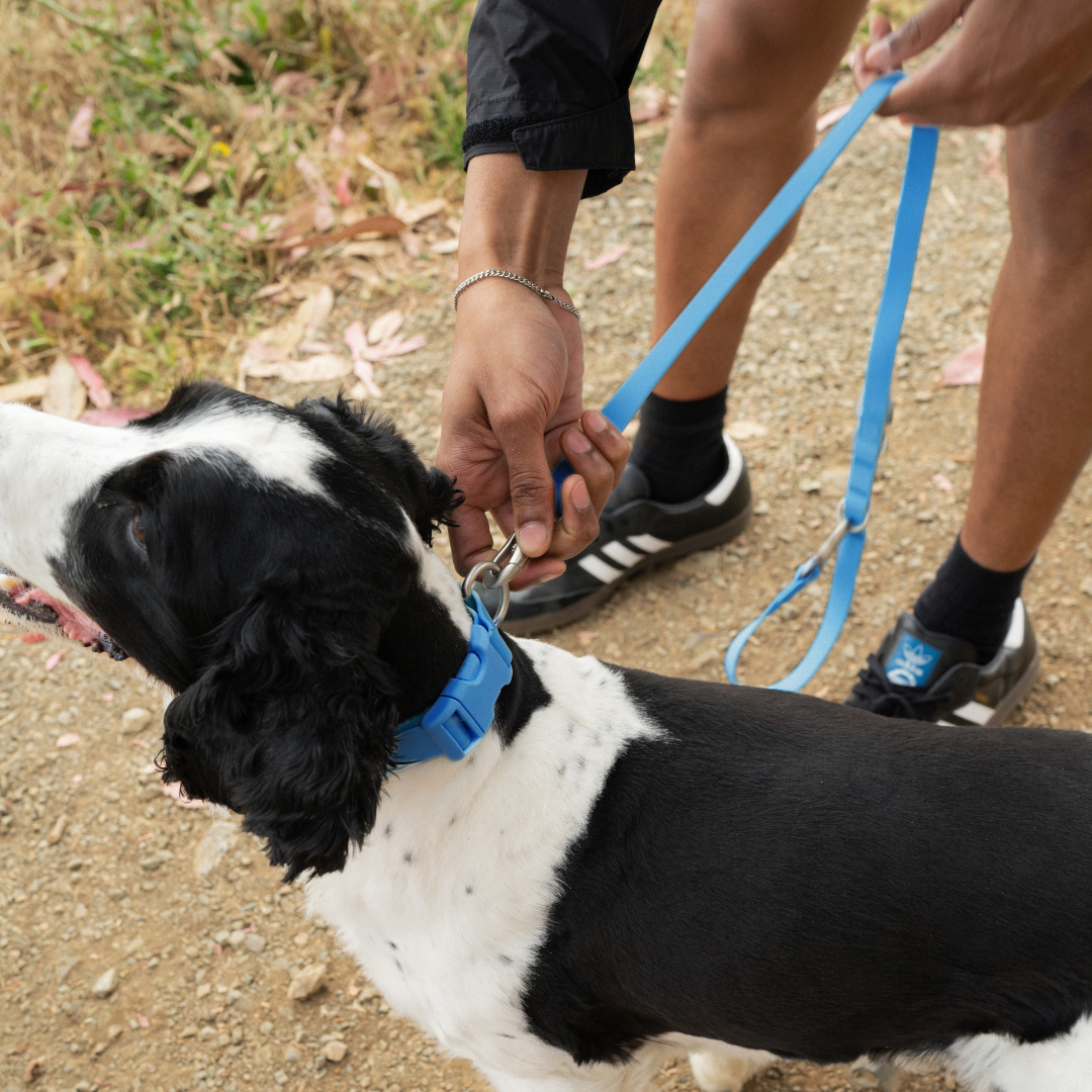 Waterproof Dog Collar