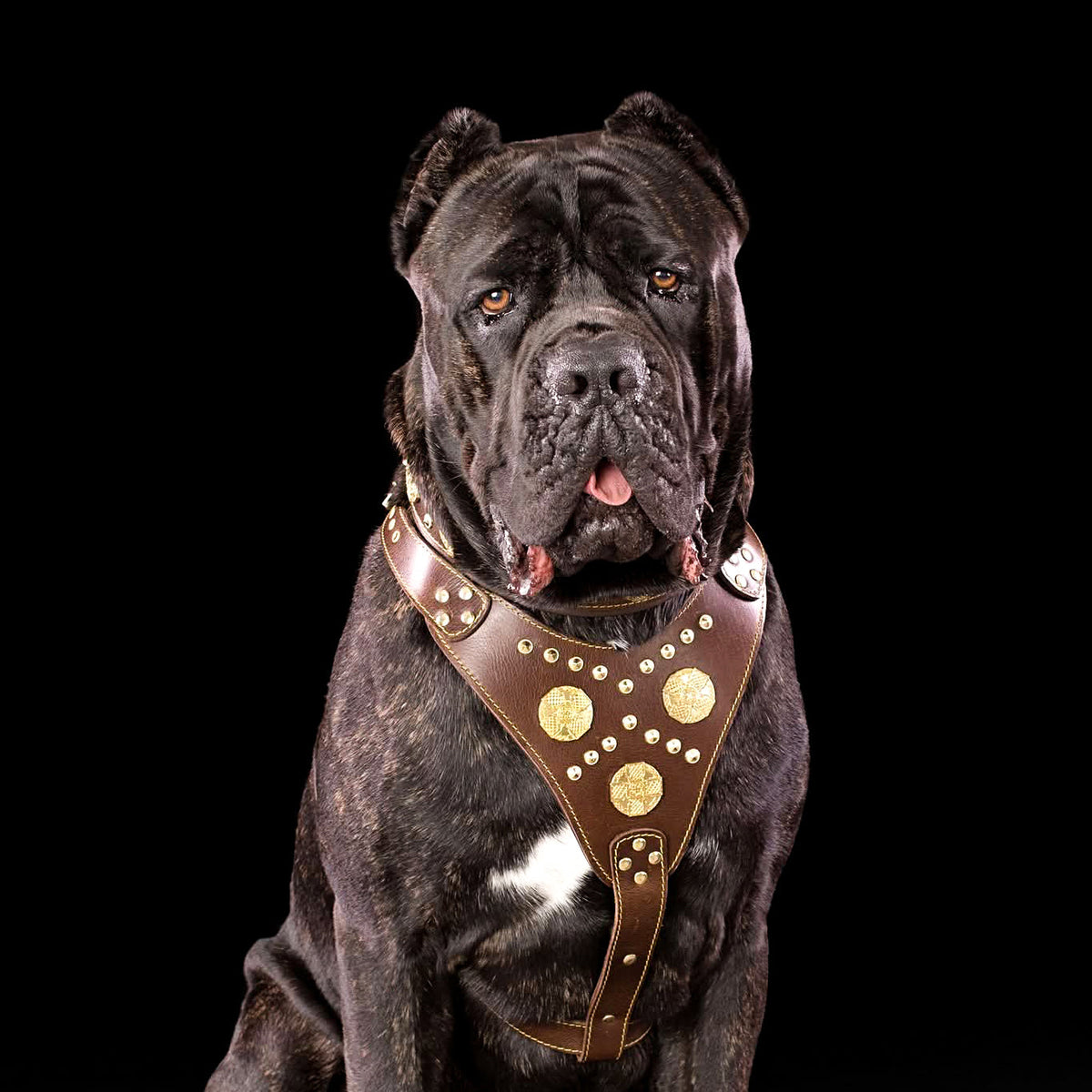 Bestia Maximus Leather Dog Harness – Brown