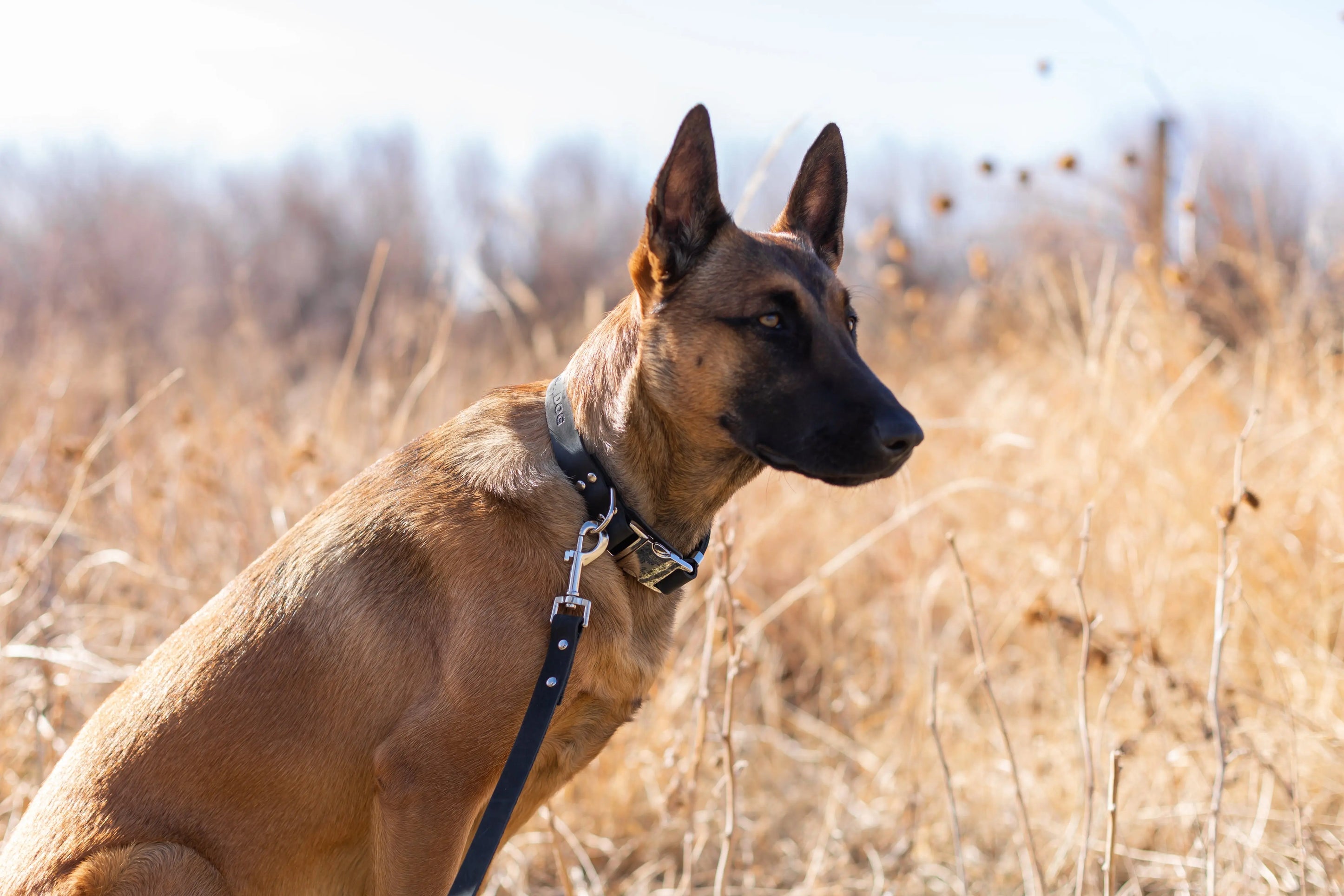 Modern Style Quick-Release Midnight Black Leather Dog Collar Euro-Dog Collars and Leads