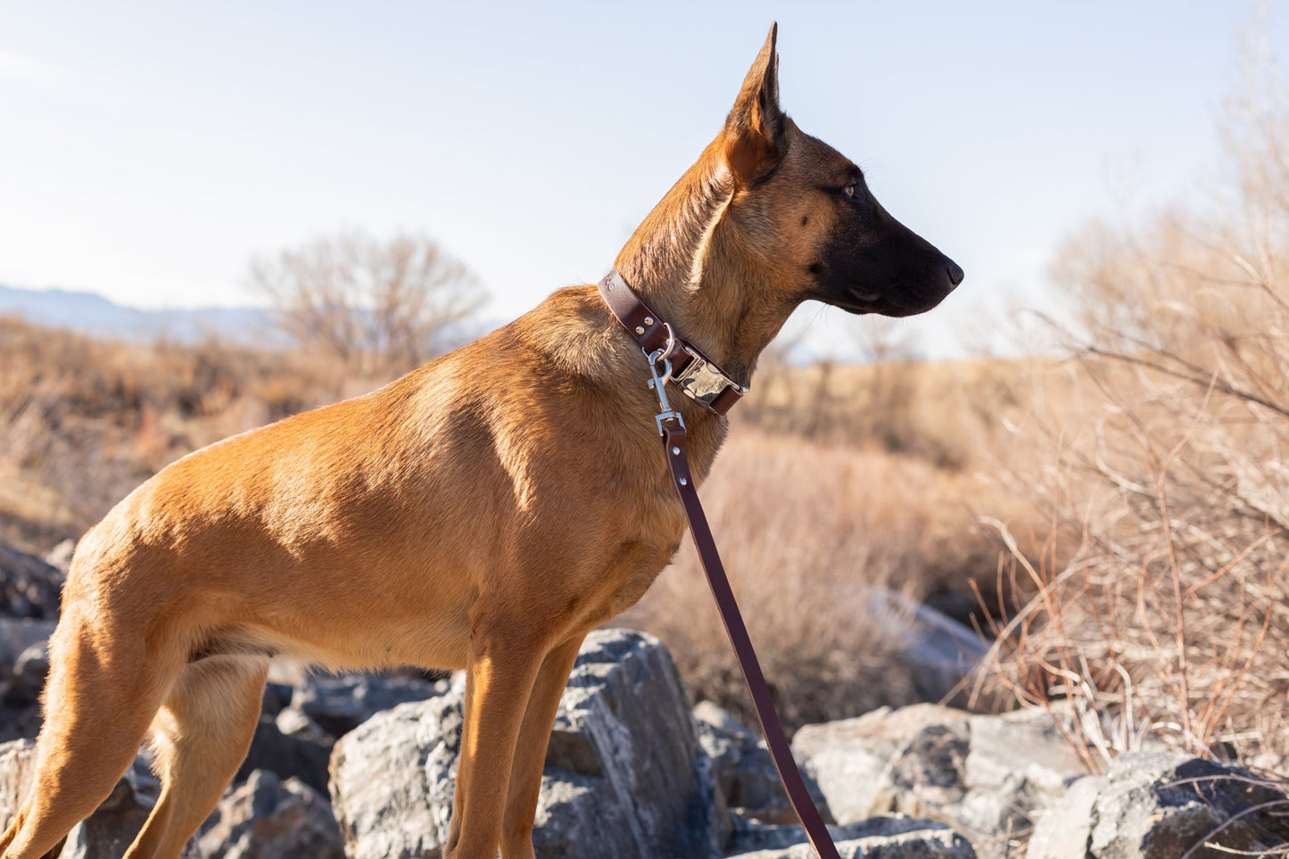 Modern Style Quick-Release Chocolate Leather Dog Collar Euro-Dog Collars and Leads