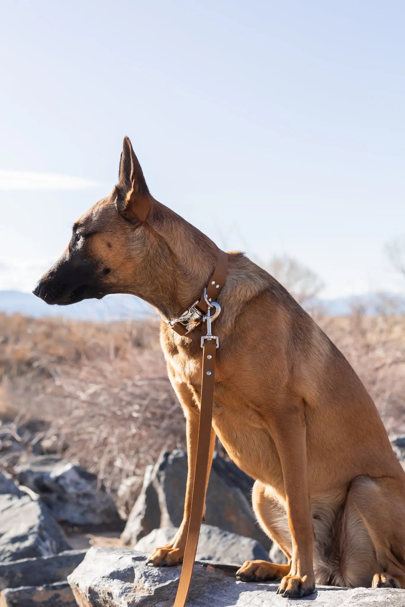 Modern Style Earth Brown Leather Leash Euro-Dog Collars and Leads