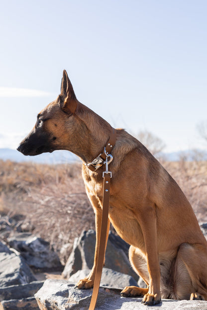 Modern Style Earth Brown Leather Leash Euro-Dog Collars and Leads