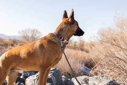 Modern Style Chocolate Leather Leash Euro-Dog Collars and Leads