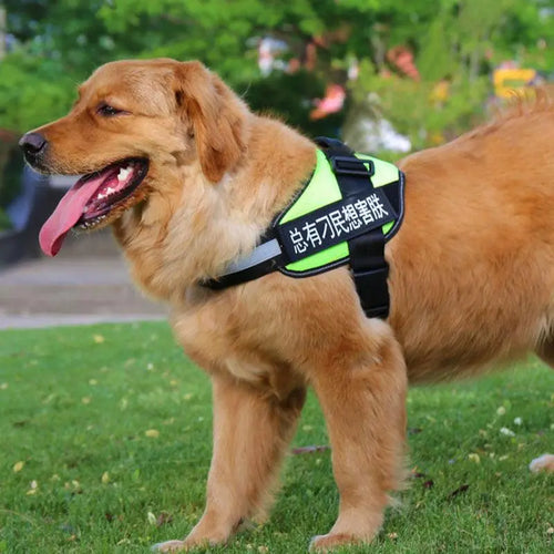 Ultimate Pet Adventure Set: Adjustable Chest Harness With Dog Leash