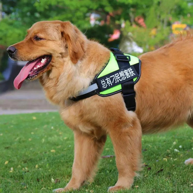 Ultimate Pet Adventure Set: Adjustable Chest Harness With Dog Leash Dog Hugs Cat