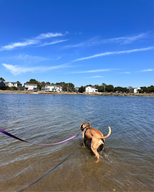 3/4 inch Biothane Long Line 20 Ft Ulti-Mutt Toys