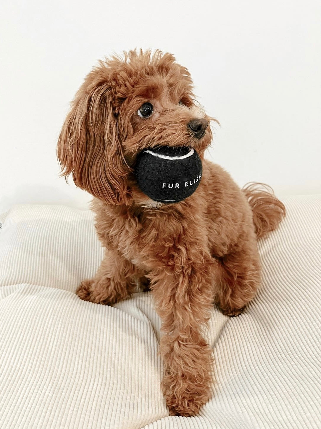 Classic Tennis Ball Set of 5 - Noir Elise Galleria