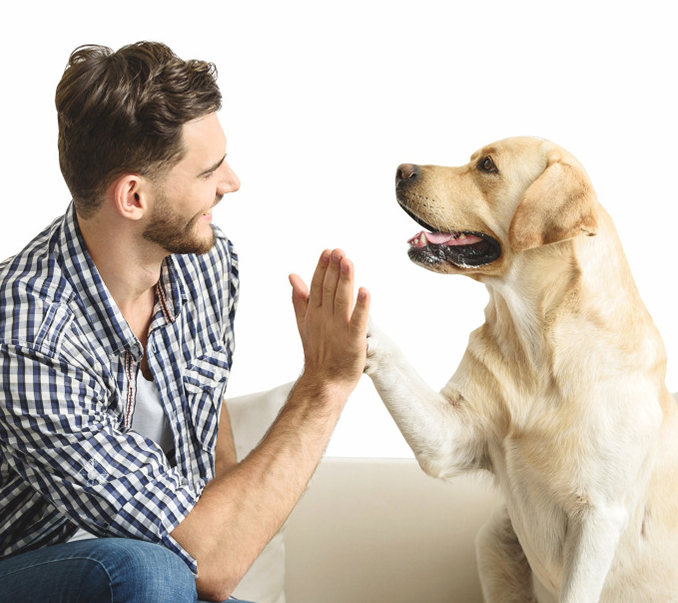 Dog sound film ticking stick dog whistle trainer