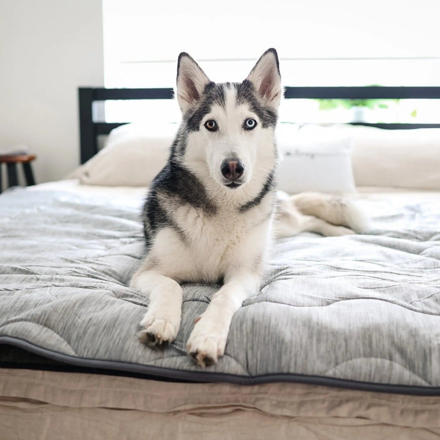 PupChill™ Cooling Waterproof Blanket - Arctic Grey Paw.com