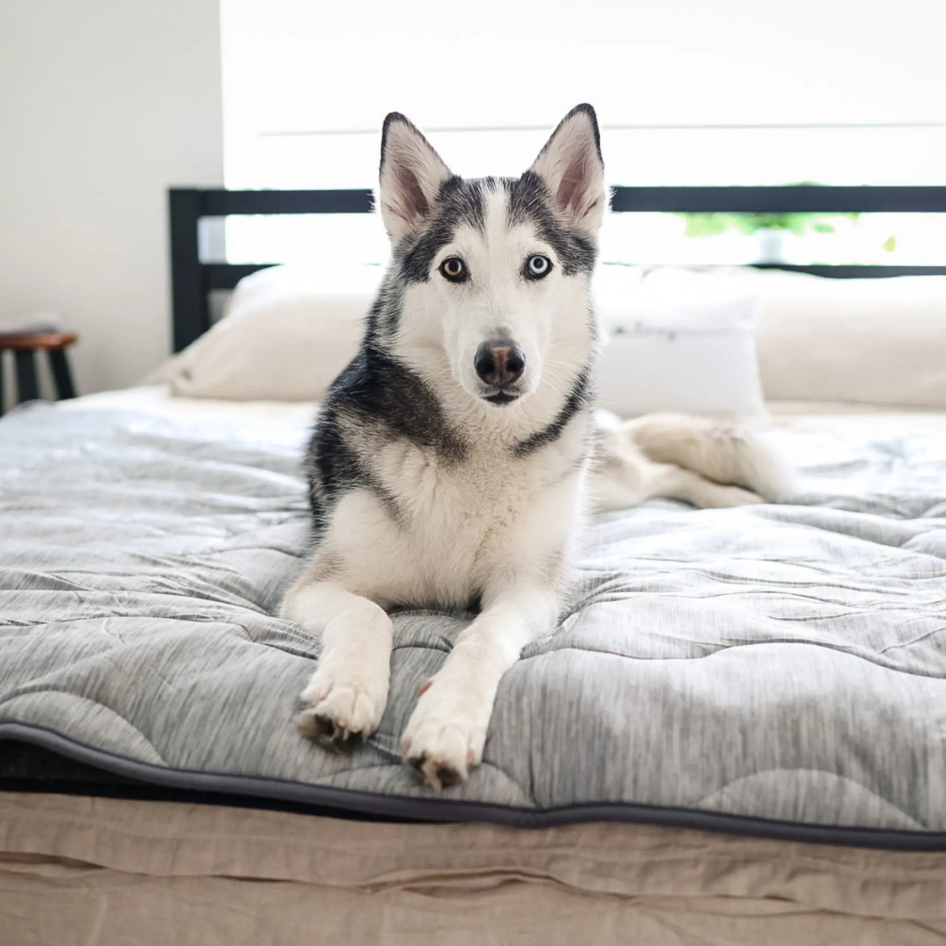 PupChill™ Cooling Waterproof Blanket - Arctic Grey Paw.com